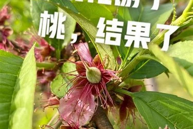 桃子结果后怎样施肥