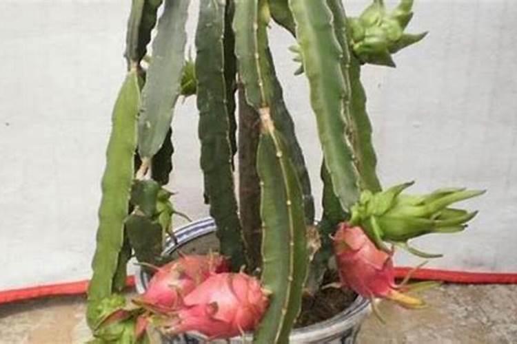 火龙果施什么肥最好 火龙果的施肥要点