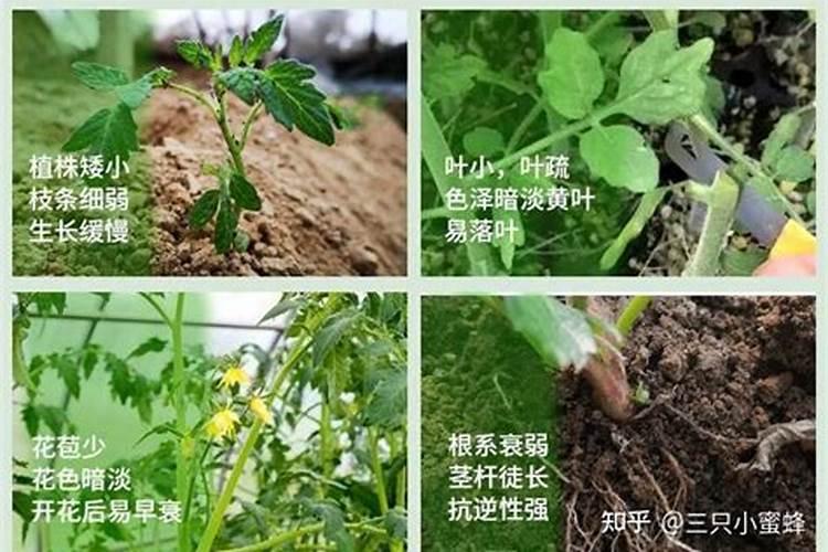 金弹子可以嫁接什么树