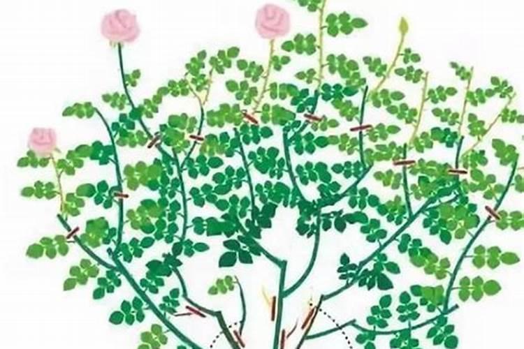 芸苔素内酯和复硝酚钠哪个好(两者有什么区别)