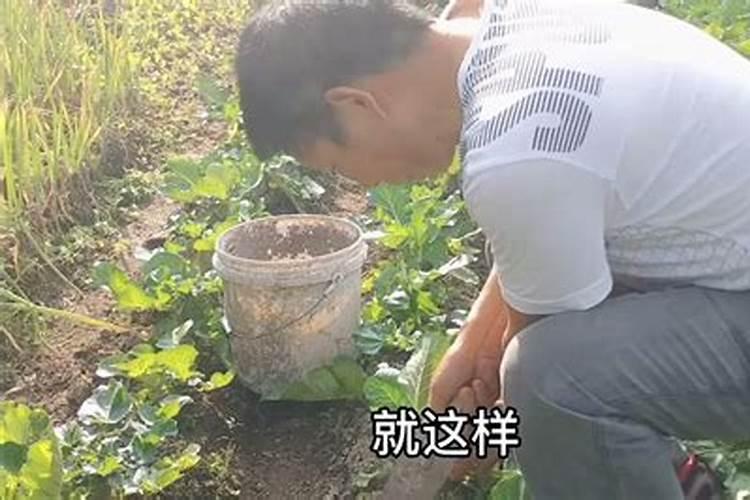 种萝卜用什么肥料好
