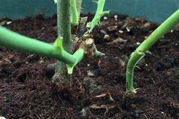 月季开花期间怎么施肥