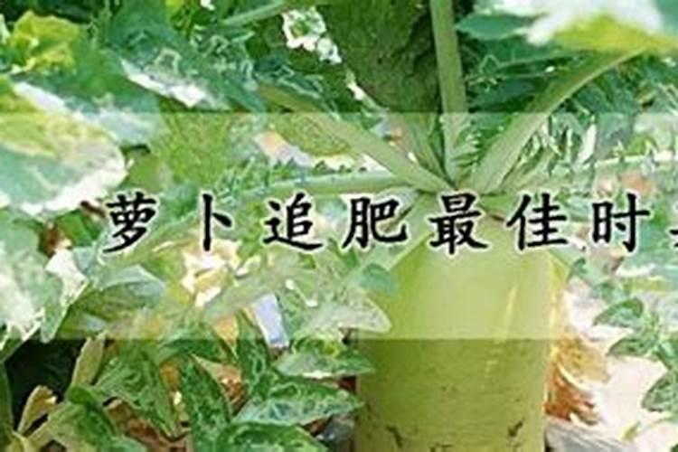 萝卜一般什么施肥