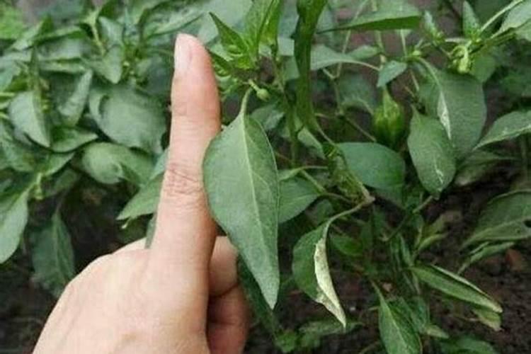 辣椒施肥用什么化肥好什么时候施肥效果好