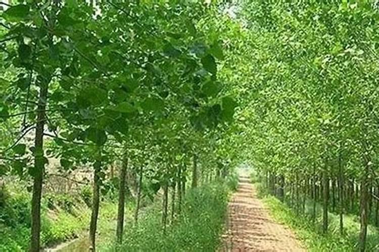 大棚夏黑葡萄萌芽期要施什么肥料？