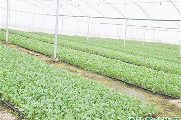 芥蓝应该怎么进行施肥管理呢？施肥后要注意什么问题？