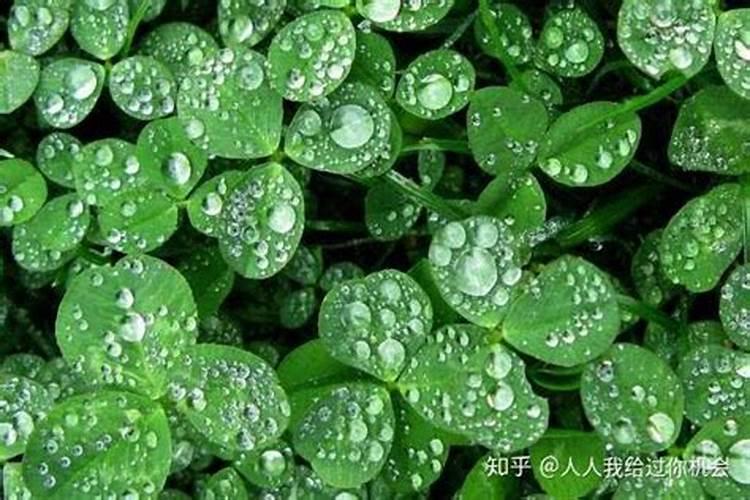 种魔芋用什么肥料好