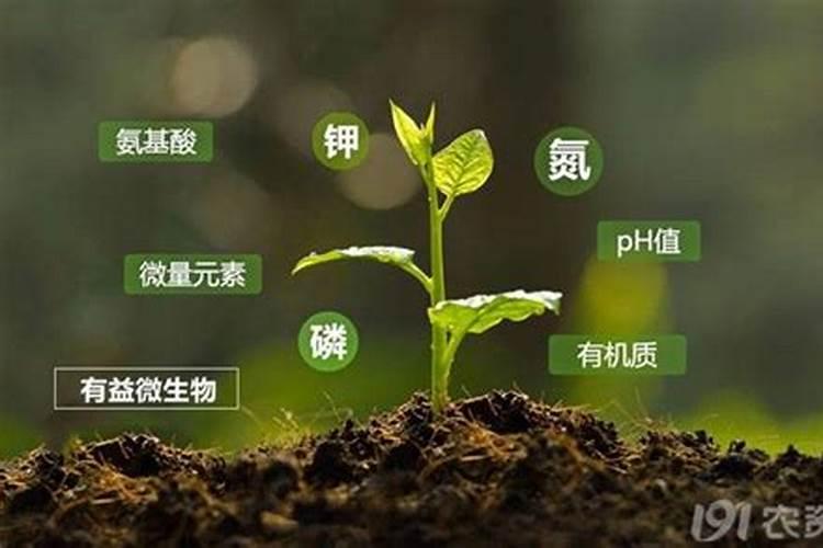 水溶肥什么品牌好？