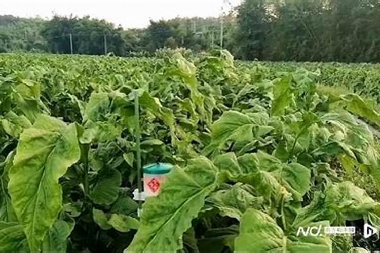 黄烟的主要技术: