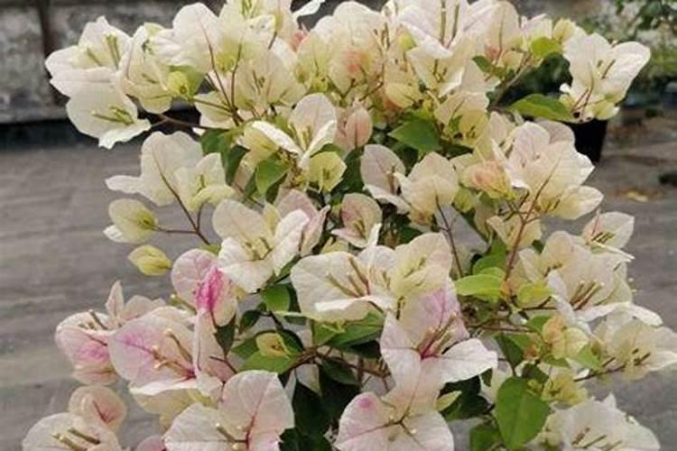 三角梅花后怎么修剪和施肥