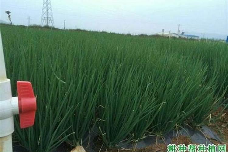 种香葱用什么肥料最好