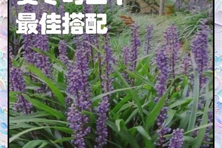 麦冬高产施肥方案