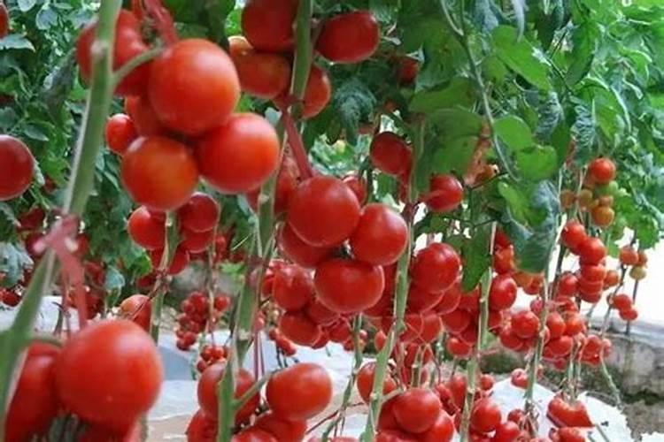 长春花浇什么肥料合适