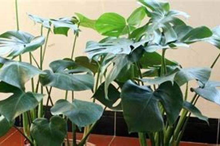 野生葡萄枝树枝水有什么作用？