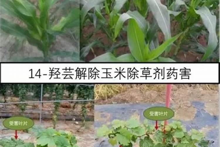 微生物肥料与化肥之间是什么关系？