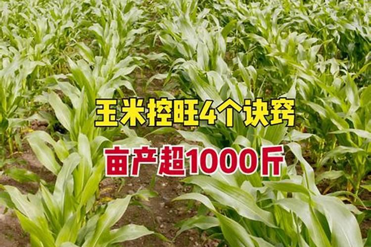 玉米防虫打药时间表