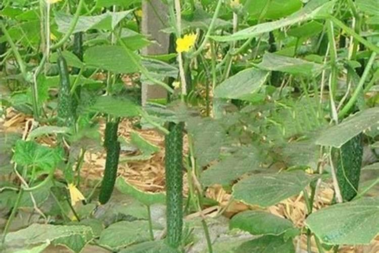 一亩地所需的农资多少钱