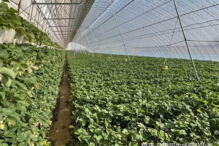 草莓各个时期的施肥方案,什么时候冲高磷肥