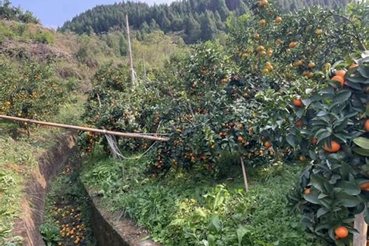 辣椒树什么时候施肥最好