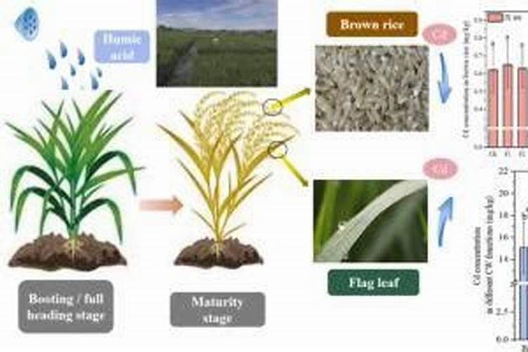 腐植酸叶面肥的具体作用是什么？什么时候用效果最好？