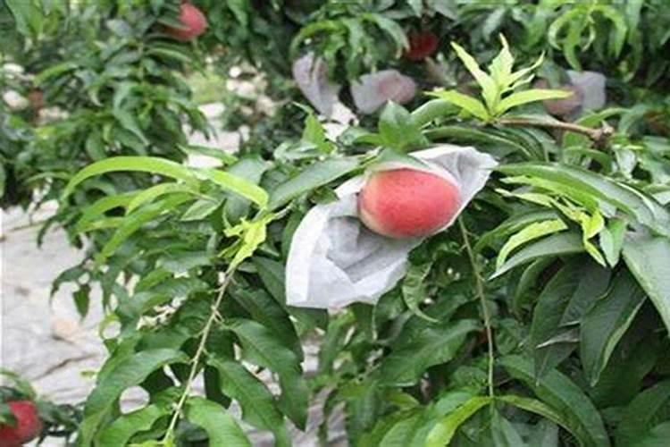 桃树套袋前打什么杀菌药
