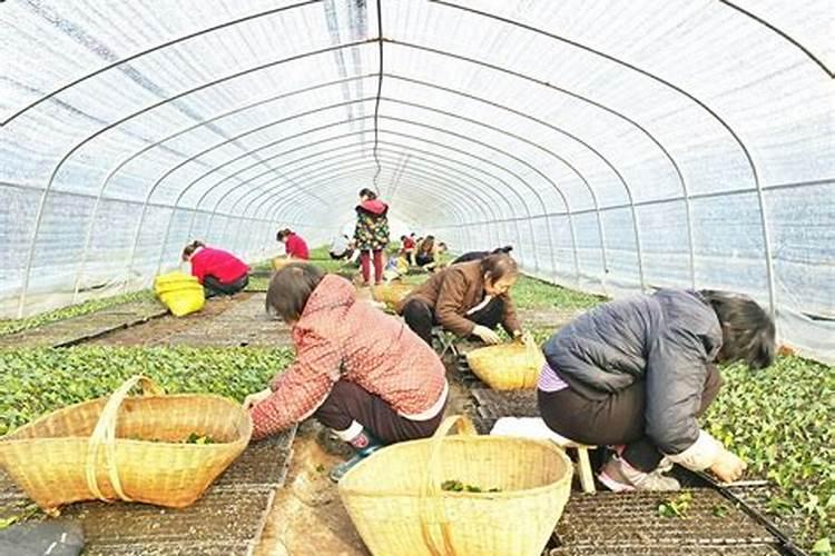 兰花什么时候施肥最好,兰花施肥用什么肥最好(氮磷钾肥)