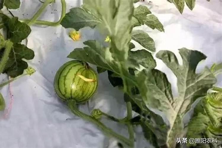 榛子树喷叶面肥的正确方法