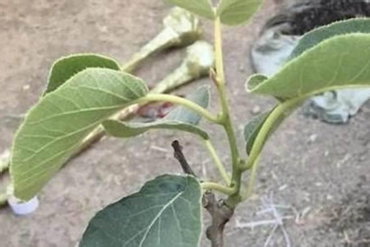 今年刚种下的猕猴桃小苗怎样施肥？