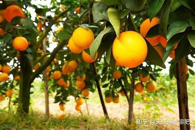 氮肥和钾肥的膨果增甜效果哪种更好？