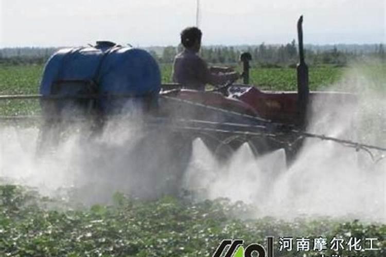 棉花怎么使用叶面肥 棉花施肥方法介绍
