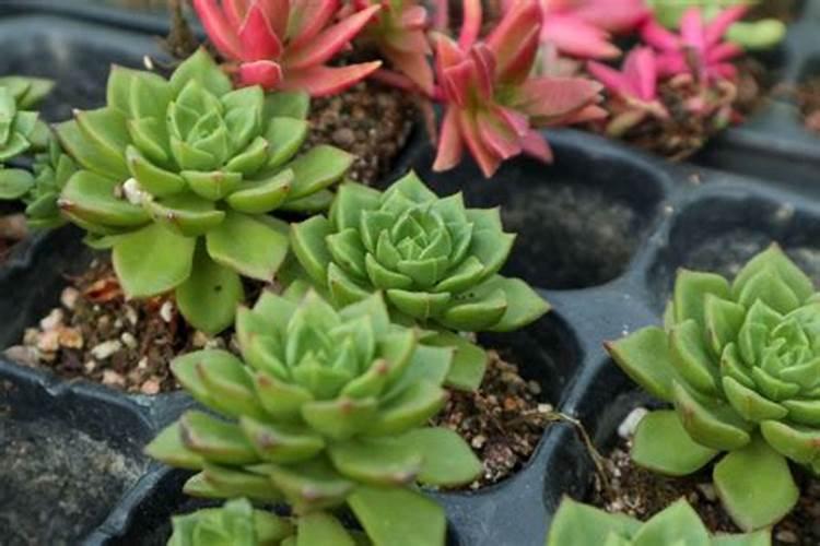 很多人都以为多肉是不需要施肥的,听听专家怎么说