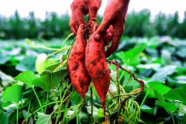 神威海洋之光参数