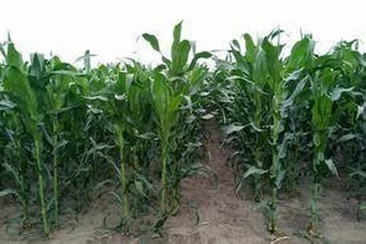 上海青施什么肥最好