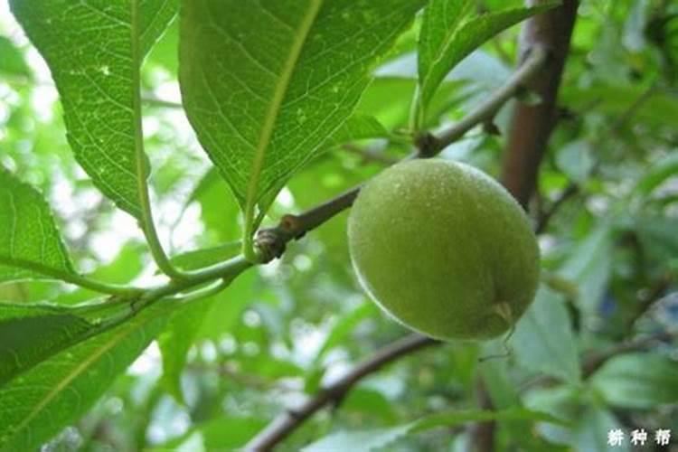 大棚油桃开花后施啥肥