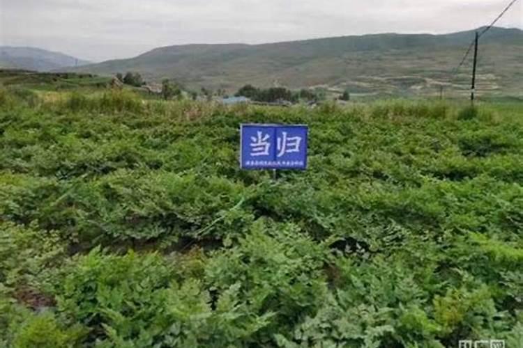 海藻肥都十年了,你还在被忽悠吗？一篇文章让你了解透