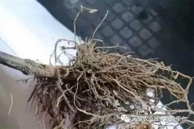 如何促进黄杨木盆景发芽