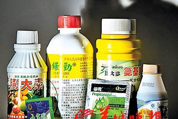 黄杨盆景怎么促芽