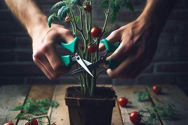 小番茄中期上什么肥料最好？