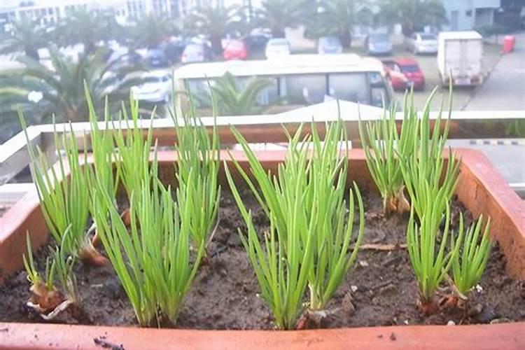 种葱要用什么肥料