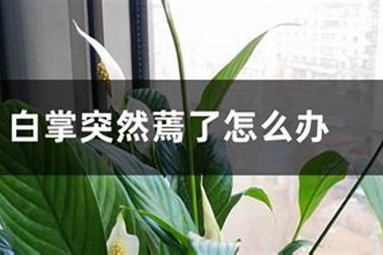 白掌蔫了怎么救活