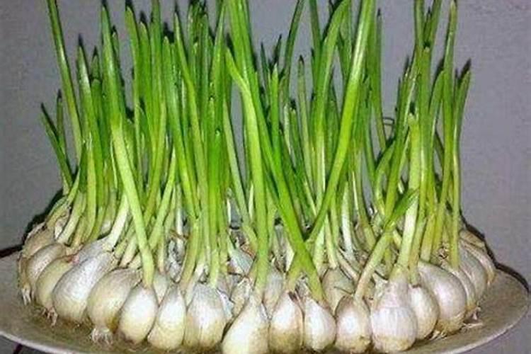 大蒜年后第一遍水不撒肥料可以吗