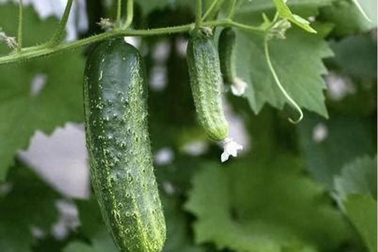 花生打叶面肥最佳时机