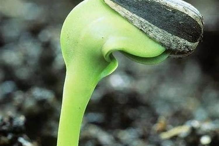 锌肥又被称为什么？