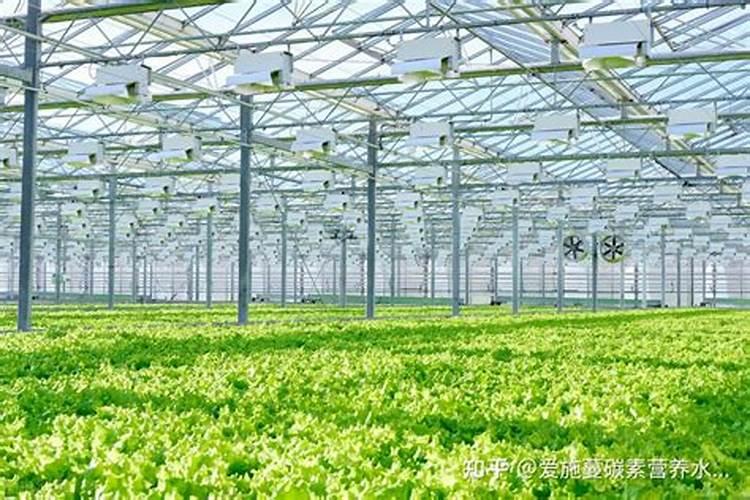 大棚蔬菜施用底肥的要点和矿源黄腐酸钾的作用