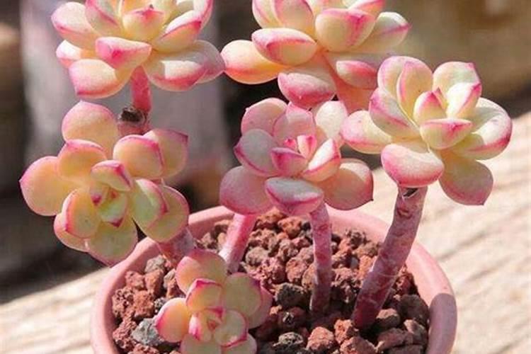 种植阳光玫瑰葡萄时,需要施什么肥呢？