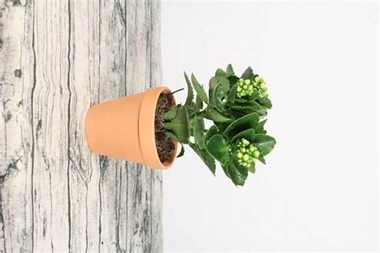 长寿花僵苗怎么办呢,如何让僵苗快速生长