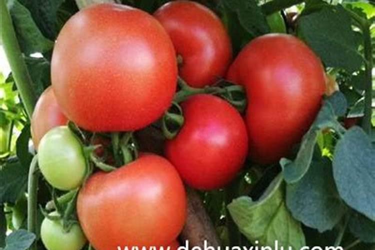 马铃薯种植当中如何合理施肥