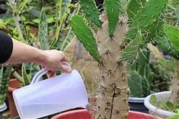 藿香新苗最简单三个步骤