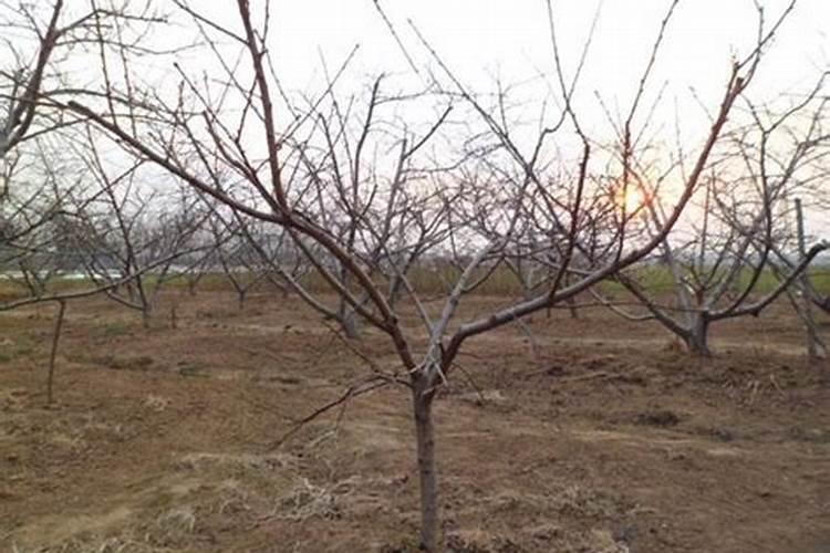 桃树冬天施什么肥