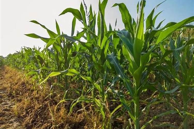 甜菜什么时候收获